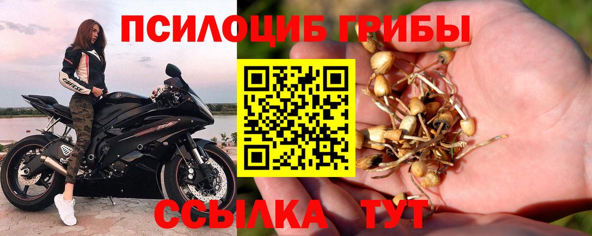 Галлюциногенные грибы Psilocybe  Вход с VPN  Тамбов  продажа наркотиков  Галлюциногенные грибы GOLDEN TEACHER 